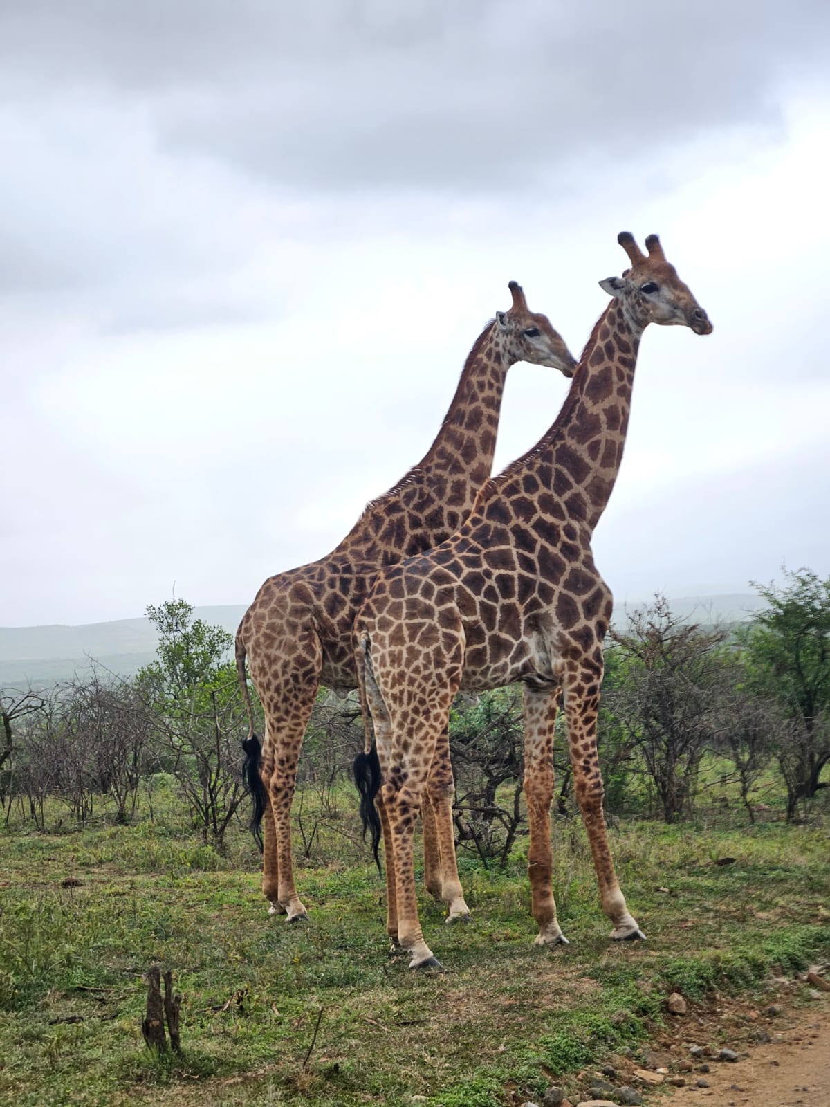 Prodloužený víkend na safari? Žádný problém (Hluhluwe–iMfolozi Park)